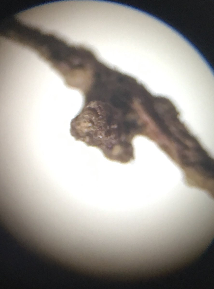 Marc G Dumont tweet media