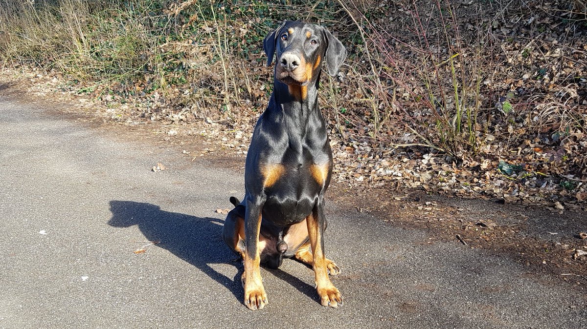 Kampfmops Jeff Hallo Twitter Dobermann Doberman Hund Kampfmops Jeff