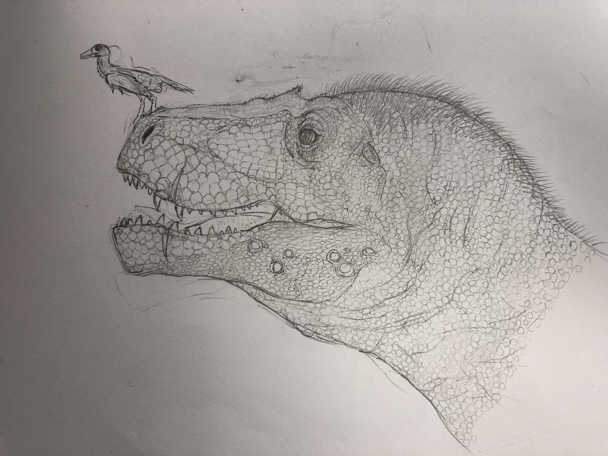 ArtisticReptile's tweet photo. Scotty the #tyrannosaurus with an #Avisaurus.
#paleontology https://t.co/XMJYi7m6HZ