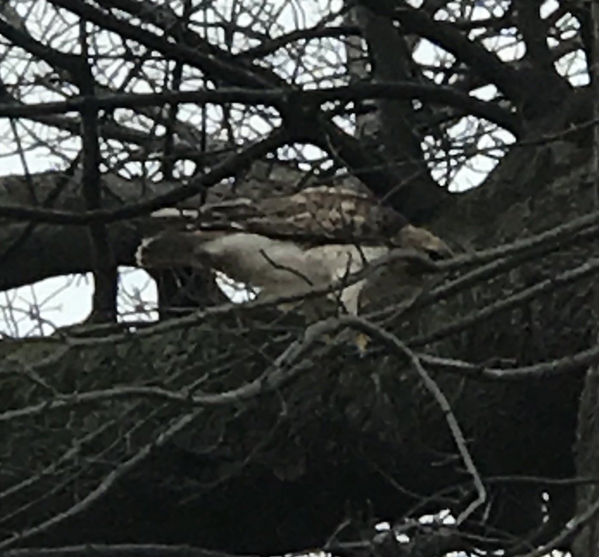 MSUcampushawk tweet picture