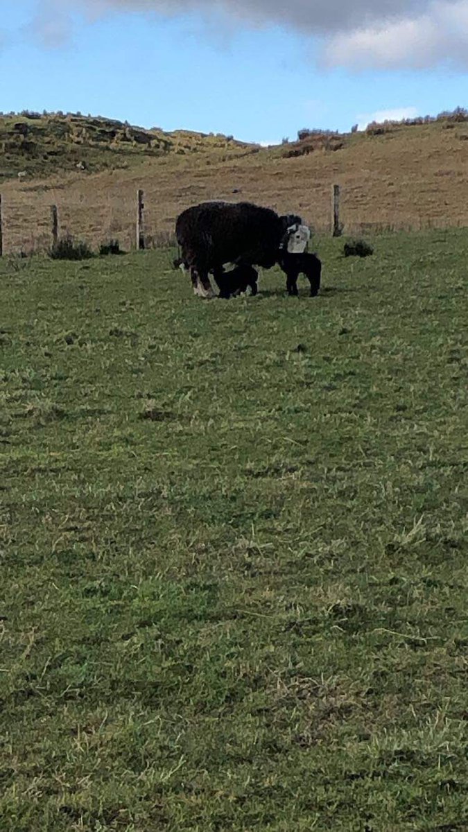 Garvachy11's tweet photo. New arrivals at Garvachy. The very first Herdwicks ever born here. What do the Native Blacfaces think? #homewheretheheartis #garvachy https://t.co/44e2E7pPSP