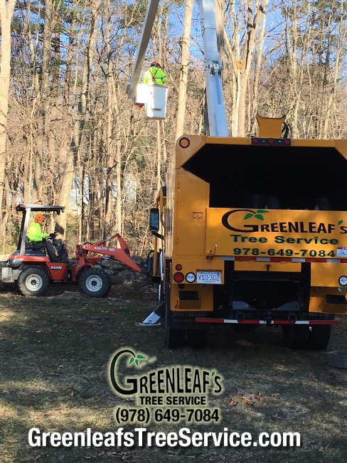 torontotreesgta's tweet image. RT  RT  RT  RT  Tree Removal / Tree Service / Bucket Work in Westford, MA #Westford #treeremova…