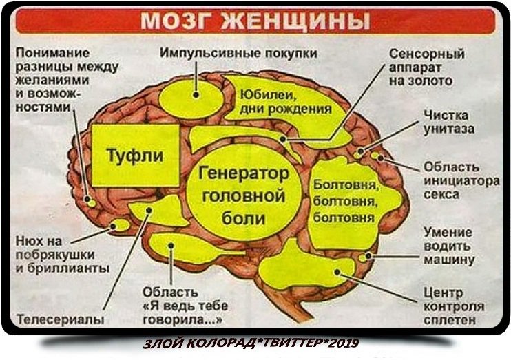 Картинка мозг женщины прикол