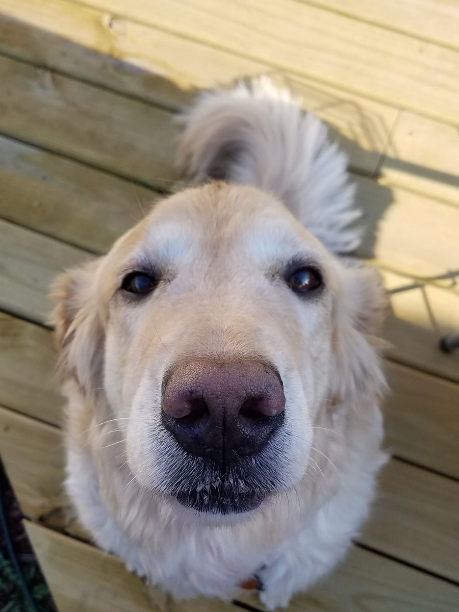 Dr. Karen Becker tweet media