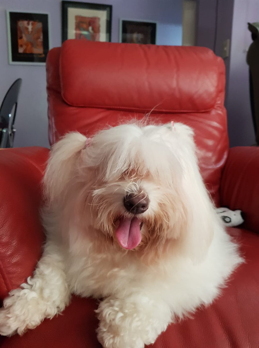 Dr. Karen Becker tweet media