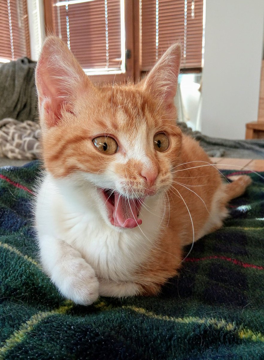 Dr. Karen Becker tweet media