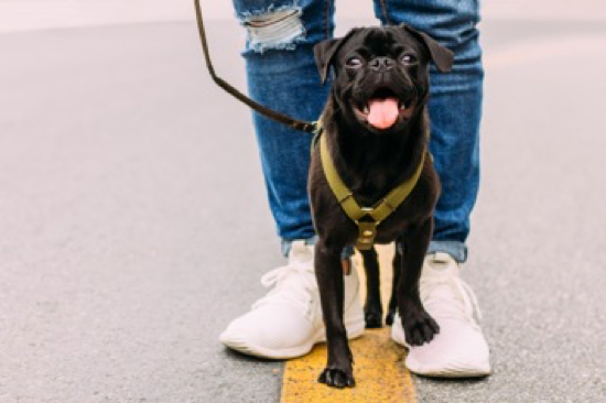 HABRITweets's tweet photo. Time to get outside and walk with your four-legged best friend! Research shows that owning a dog can help reduce your risk of obesity. #ThePetEffect https://t.co/JiNvltvXd4 https://t.co/d9BXlErAyy