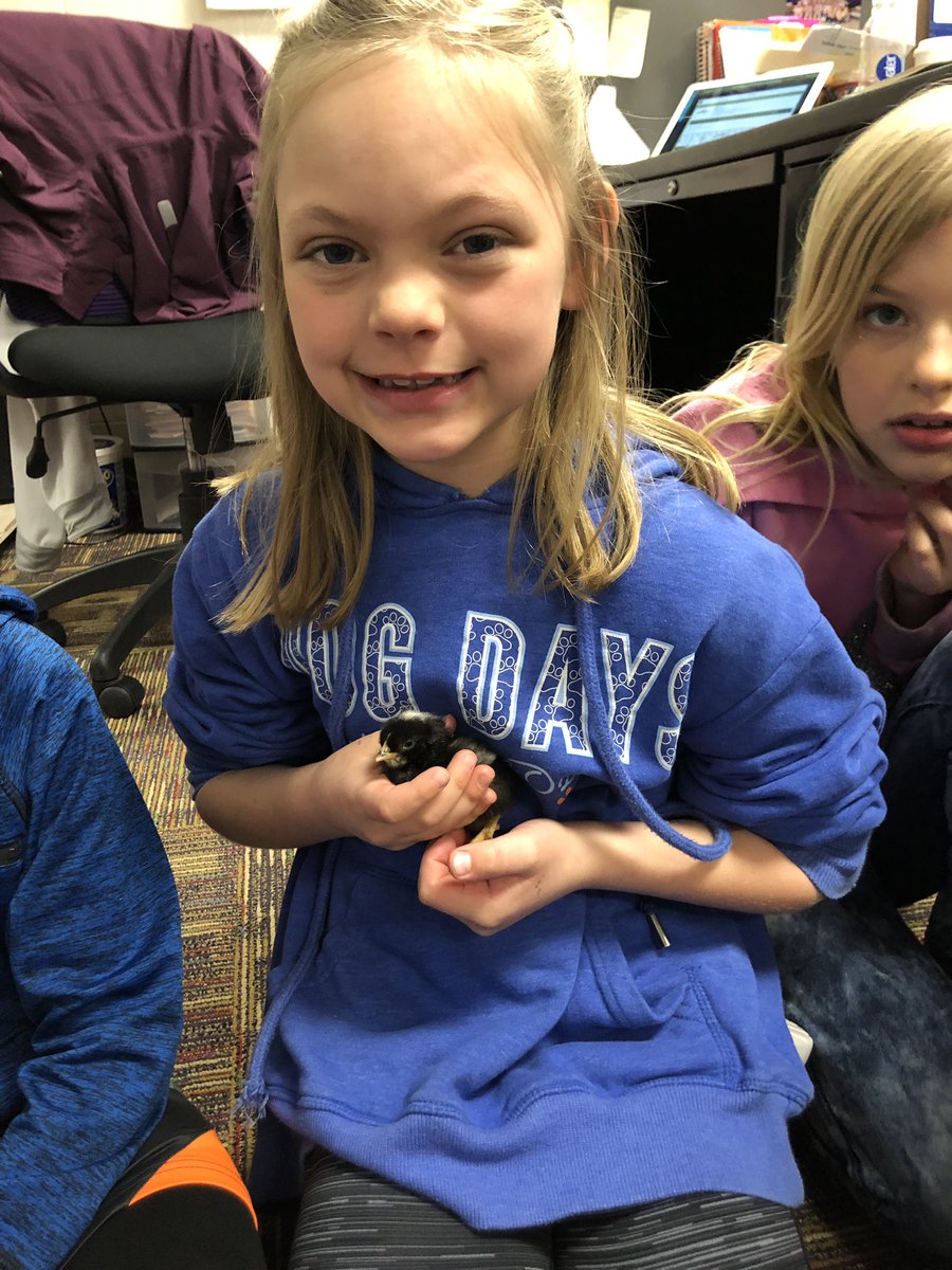 Meg_Barnes6's tweet photo. Second grade is loving our new chicks! They had so much fun learning about the life cycle of chickens and watching them hatch! ๐ฃ #552Peru https://t.co/NkVQMEFwLl