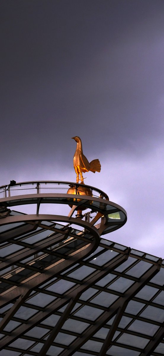 Spurs_ES's tweet image. 📲 ¿Quieren un nuevo fondo de pantalla? 👇

#VamosSpurs #SpursAreHome #COYS