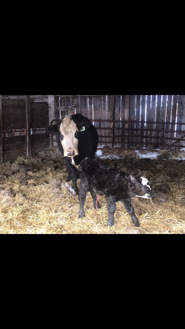 craigoattes's tweet photo. 35 Baldy and black cows all 4 yr old Preg checked calving now to char and black bulls  Craig Oattes 6136330755 https://t.co/ZSbqZuxBV2