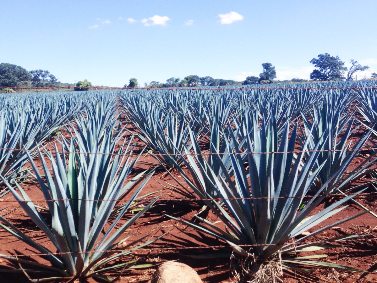 PasoteTequila's tweet photo. You'll find us where the blue skies and blue agave meet.
.
.
.
#pasotetequila #pasote #tequila #blueagave #100percentblueagave #agavefields #agave #tequilainthemaking https://t.co/tzaDHi3QgF
