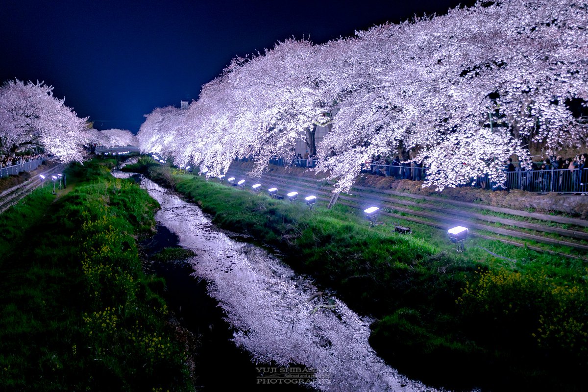 野川桜ライトアップ