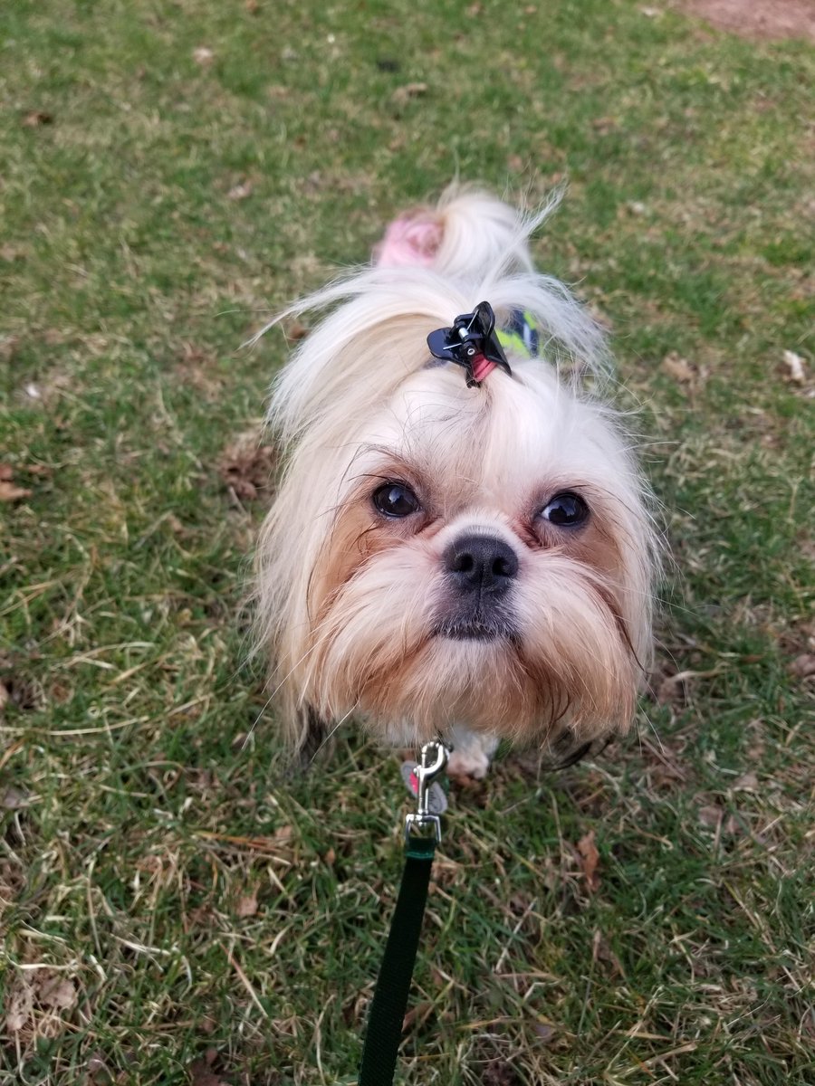 thetzu_zoo's tweet photo. Mom says this yard is ours..... we dont have to share it. #noplacelikehome #firsttimehomebuyers #wedidit #shihtzu #purebred #tzufever #tzulovers #tzugram #truckerdogs #truckingtzus #roodle #gizzy #illshowyoumypeterbilt #truckerlife4ever #family #newtous https://t.co/54YeMtBGpZ
