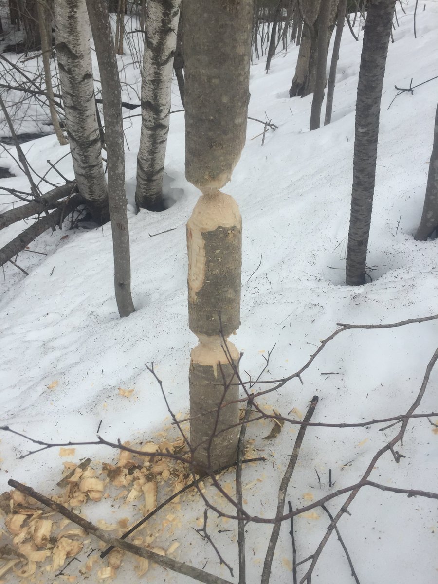 NYSDEC's tweet photo. An excellent example of a beaver attempting to fell a tree at varying snow depths in Saratoga County. #NatureIsCool

📷: Anthony Goetke https://t.co/ySSvKMM6dH