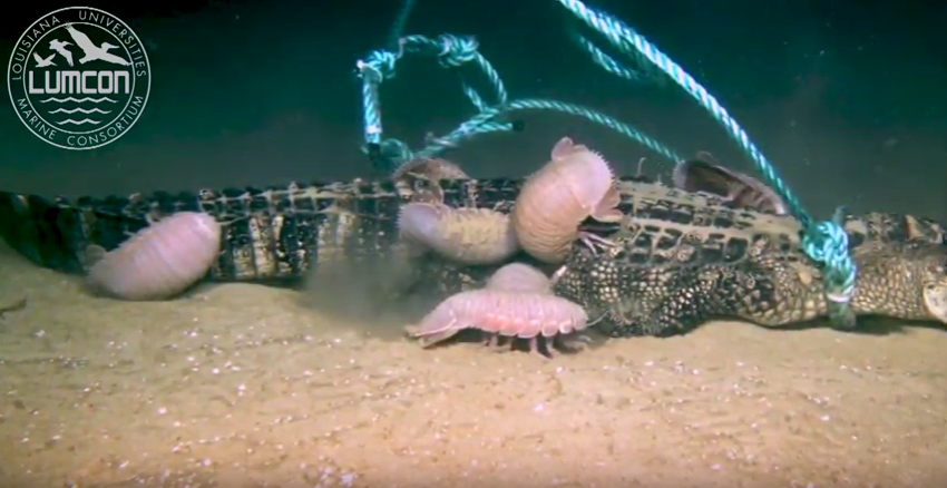 SeaAroundUs's tweet photo. RT @Ocean_Networks: Surreal. This video of giant isopods eating an alligator in the #deepdea is a must watch! Read the whole story via @deepseanews https://t.co/M4tIxIBxeY ht @rejectedbanana #knowtheocean https://t.co/iKWHPMaZPz