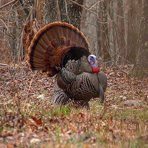 triangleoutdoo1's tweet photo. 2 more days til #turkeyseason2019 in AR. Stop by for the last minute items you may need. #turkey #trophy #longbeard #cantstoptheflop https://t.co/TtI6hGsJBD