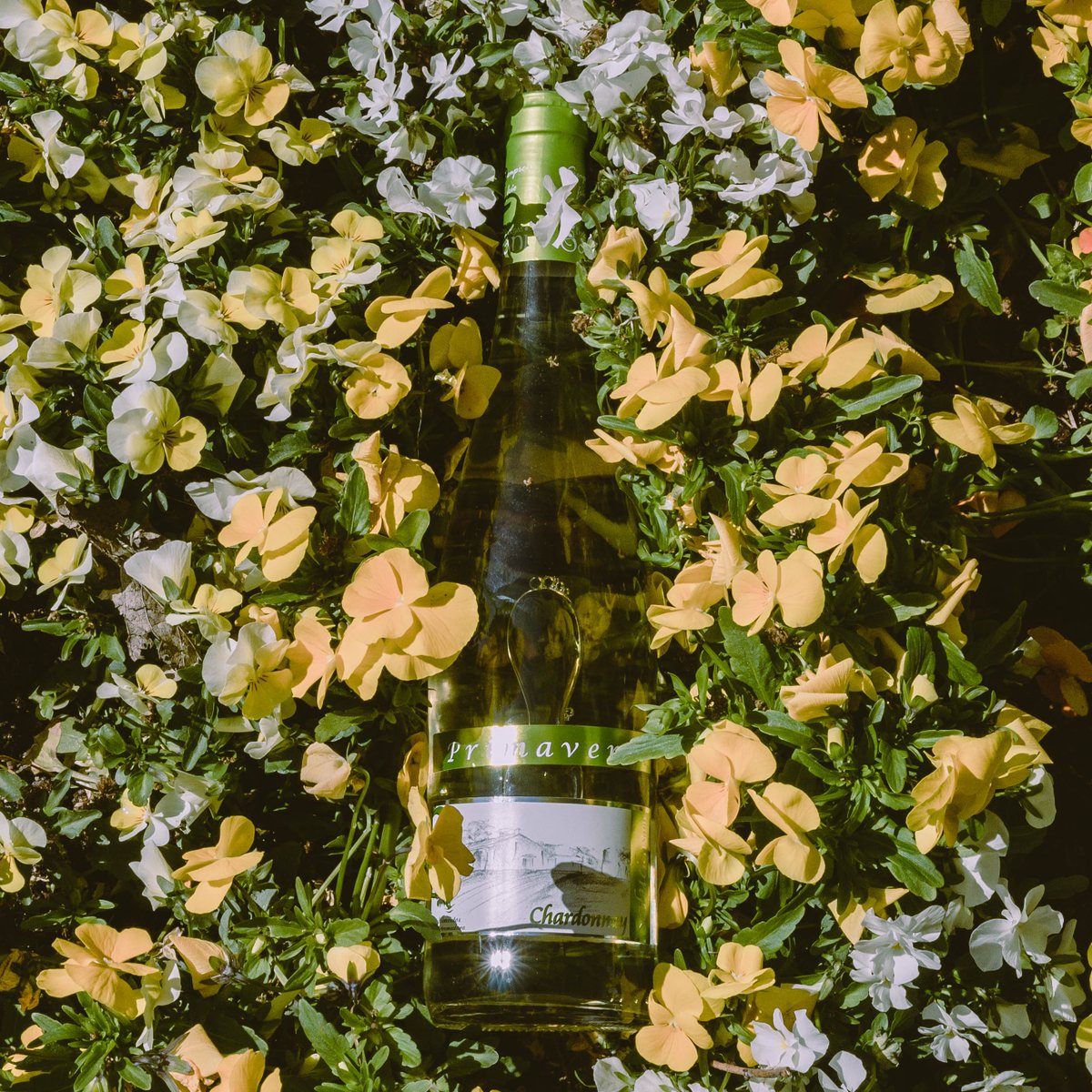 PRI- MA -VE -RA. Se puede decir en muchos idiomas, tiene multitud de colores y olores, pero solo tiene un sabor! #primavera
.
.
#MuchoQueHacerteSentir #CalidadExtremeña #VinoParaEnamorar #TradicionExtremeña #bodegasSani #Chardonnay #Primavera #Madrid #WineLover #Wine #Winery