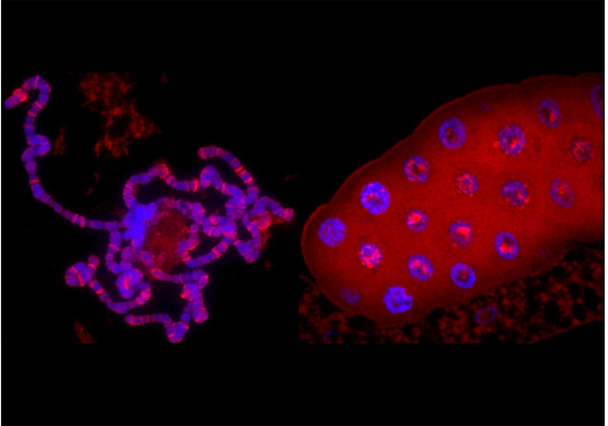 eLife - the journal tweet media