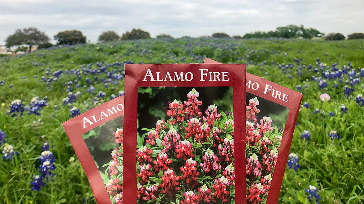 Retweet for a chance to win one of 50 packages of maroonbonnet seeds!

More than 20 years ago, <a href="/txextension/">Texas A&M AgriLife Extension Service</a> researchers perfected the maroon bluebonnet, which has become a symbol of Aggieland in the spring! 👍🌺 #tamu