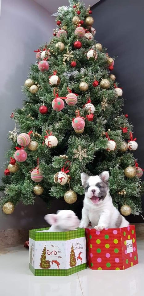 FluffySimba's tweet image. nosso menino Simba, no natal.