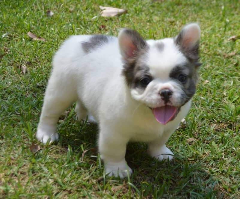 FluffySimba's tweet image. 