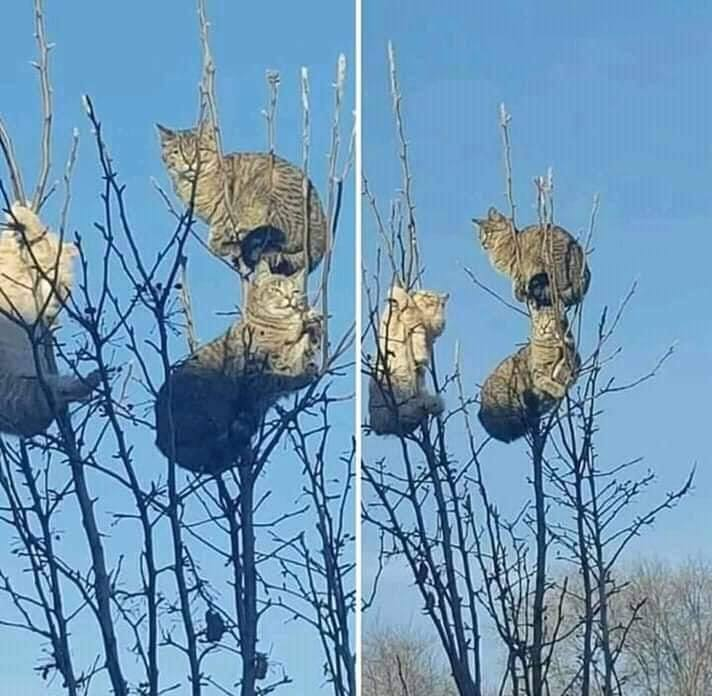 cottoncandaddy's tweet image. the harvest is bountiful this year