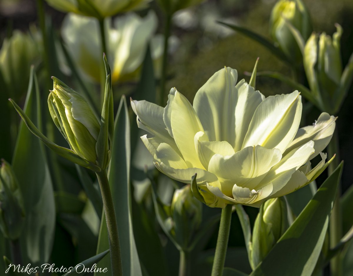 A lovely afternoon at Sissinghurst Castle with my wife, Hamish the dog and my Macro lens 🙂. <a href="/SissinghurstNT/">SissinghurstNT</a> <a href="/nationaltrust/">National Trust</a> <a href="/VisitKent/">Visit Kent</a> <a href="/ExploreKent/">Explore Kent</a> <a href="/bbcsoutheast/">BBC South East</a>