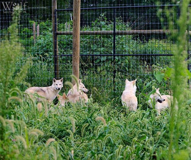 WolfSanctuaryPA's tweet photo. #tbt ๐บ The Serenity Pack meeting their new neighbors on their first day in their new territory this past summer. ๐ธ credit: Bob Hench #throwbackthursday #wolfpup #pawolfsanctuary #wolfsanctuaryofpa #wolfsanctuarypa #wolvesofspeedwell #speedwellforge #โฆ https://t.co/FZPHaNt0xl https://t.co/4AFbzot0hb