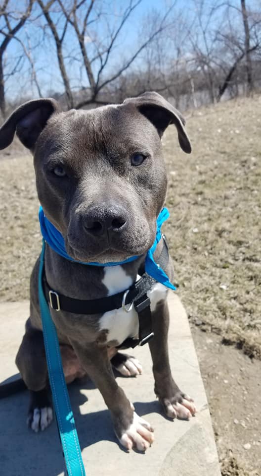 LucasCountyDogs's tweet photo. Stunning Nimbo went on his first DOTT (Dogs on the Town) field trip yesterday and had a blast!  He went to Middlegrounds Metropark, and then a stroll around Downtown Toledo.  He's all puppy at only about 11 months old....and is quite the catch!  Come and meet him! https://t.co/xv3sDGKBkt