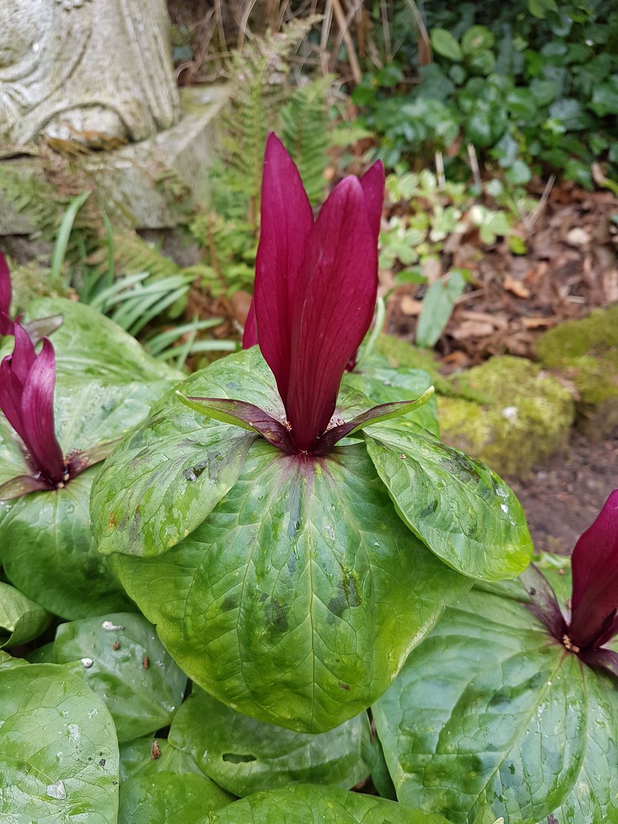 Plant of the day at #Gregsgardens Trillium 'chloropetalum' (Giant wakerobin) 😎 all the leaves and flowers are in groups of three... 😉 
#woodlandplants #shady #Perennial #ThursdayThoughts