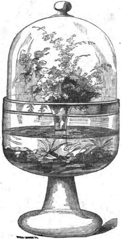 experience_fish's tweet photo. In 1832, early marine biologist Jeanne Villepreux-Power paved the way for modern aquariums with her creation of the Wardian Case. She used it to study plants and later found fish could be housed in it too! #fishyfacts #nifkin https://t.co/VHFYfNHbEK