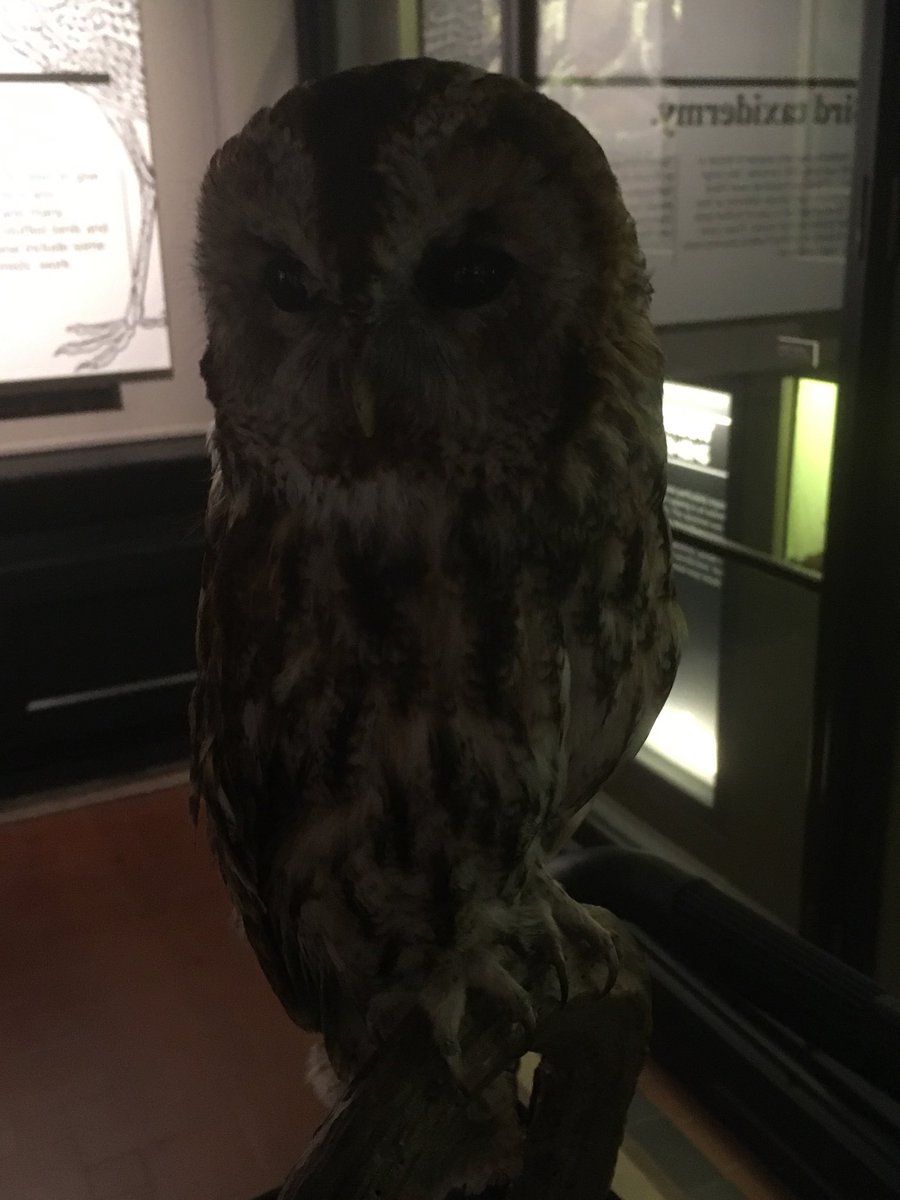 MuseumMeets's tweet photo. The Museums been peaceful tonight - full of curiosity & wonder #MMAfterhours #quiet #night #AutismAwarenessWeek @McrMuseum https://t.co/qdSx2hhoir