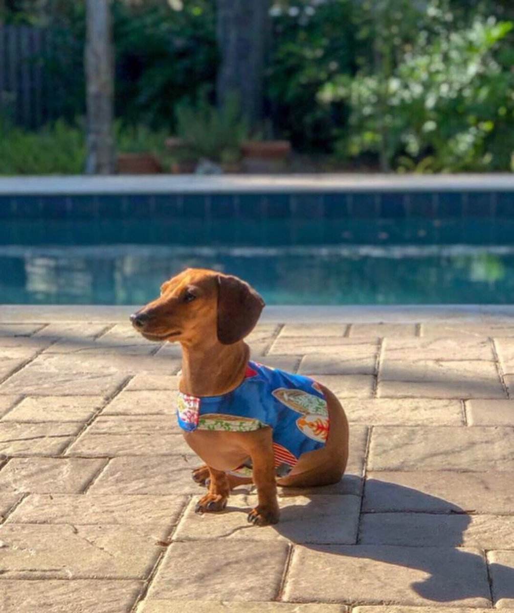 SurfersMedAssoc's tweet photo. Arguably our cutest member 🐶 courtesy @benabo 😊
.
#surfing #surf #surfdogs #surfdocs https://t.co/OMnD876ACA