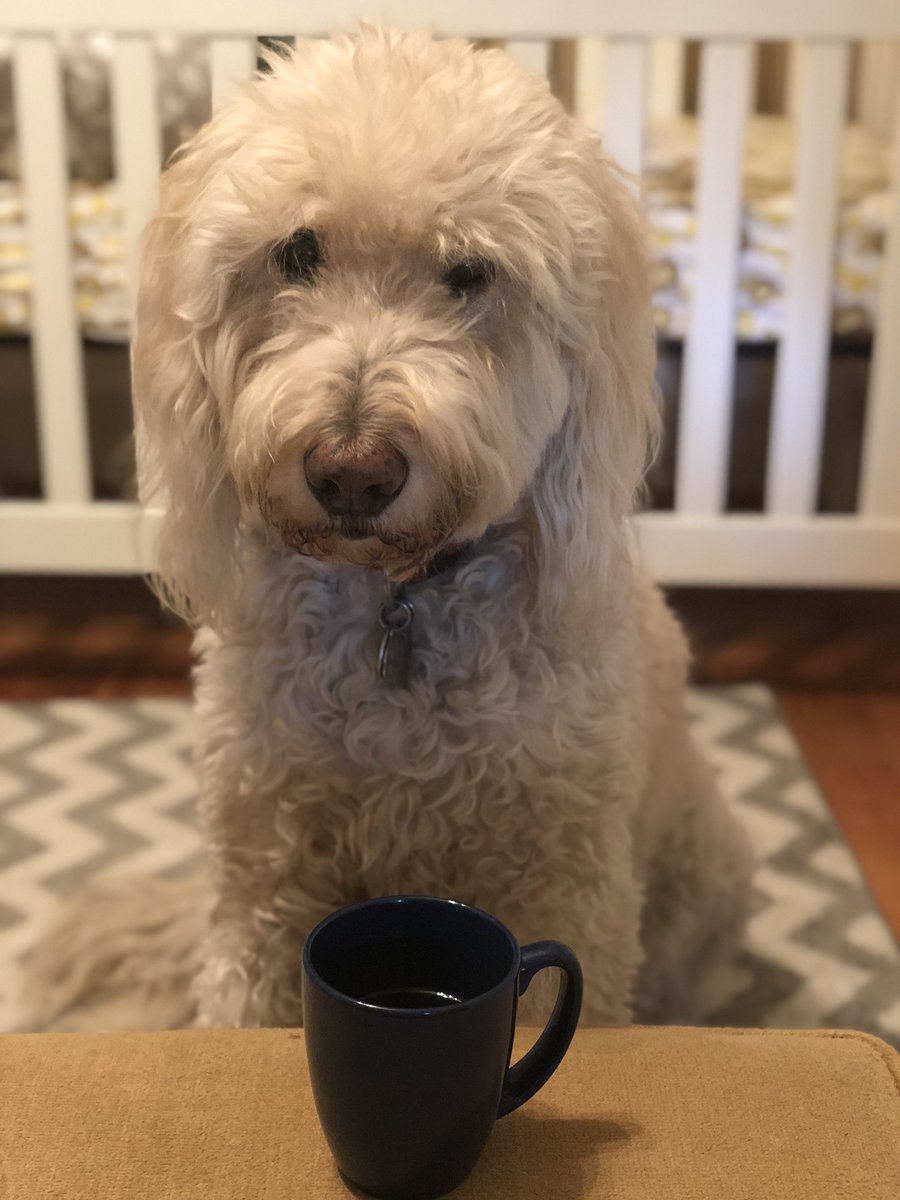 Sessumsbee's tweet photo. The Poetry Slam Begins โ ACE Poetry Contest Mascot, Riley, Welcomes Hei Hei, SFIHSโ Poetry Contest Mascothttp://bit.ly/2IdEplt #NPM19 #ACEPoetryContest @OIHSchool @alphaschools @OxfordDay_ODA @SFIHSHuskies #dogpower #dogpoets https://t.co/jdqBxfWer7