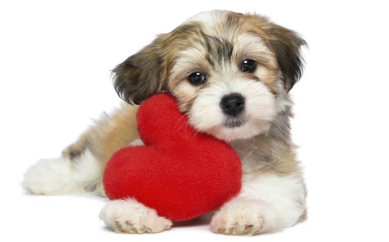 kelseydogdoc's tweet photo. Did you know April is National Heartworm Awareness month?  Here is a great resource you can reference to learn more about heartworms and why we work so hard to prevent them. https://t.co/GoabyvDGQf https://t.co/KQDJVIHQ6W