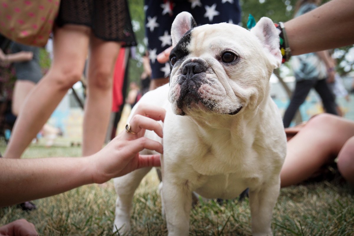 Manny The Frenchie tweet media