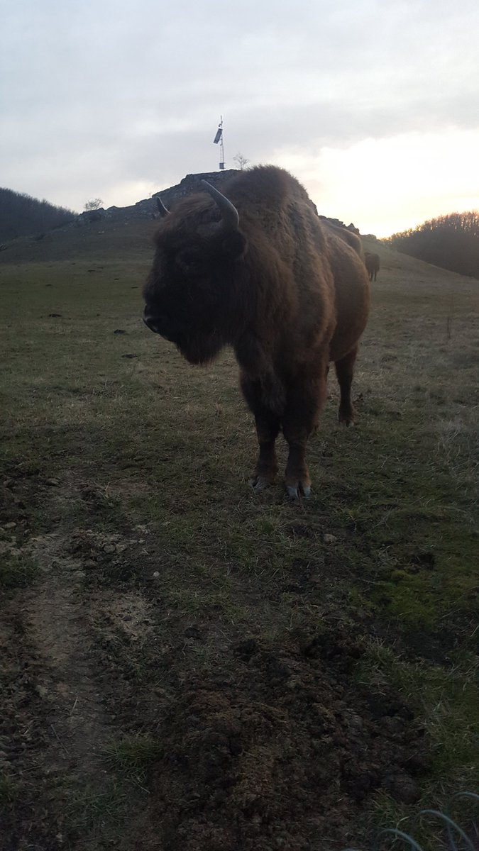 BisonteEuropeo's tweet photo. Por q  los animales son nuestra pasión y parte de nuestras vidas.
@lcanadavicinay 
@padresforfuture 
@Moran_Fernandez 
@Enpenitencia 
@BisonteEuropeo 
@MacarenaBerlin1 https://t.co/Yz23NVw3q1
