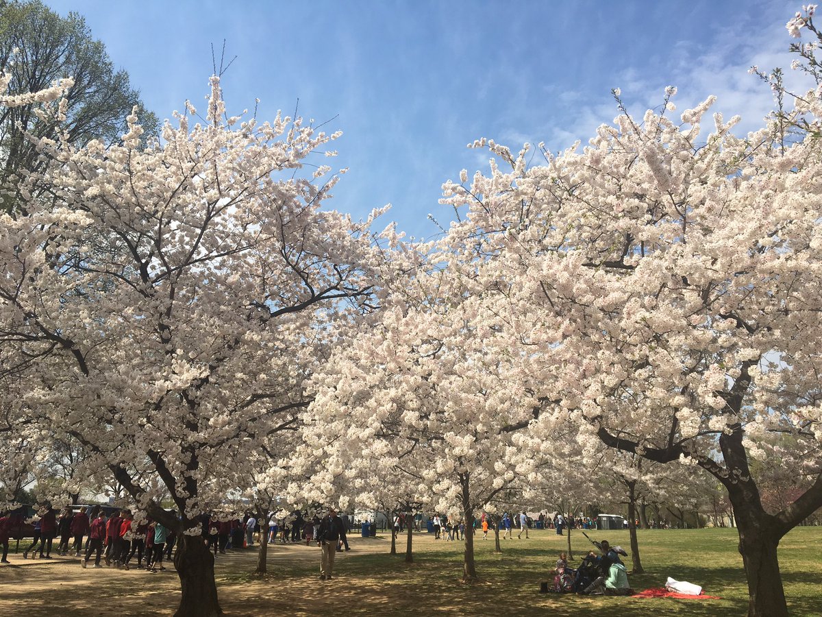 The nation’s capital did not disappoint #workandplay #springblooms