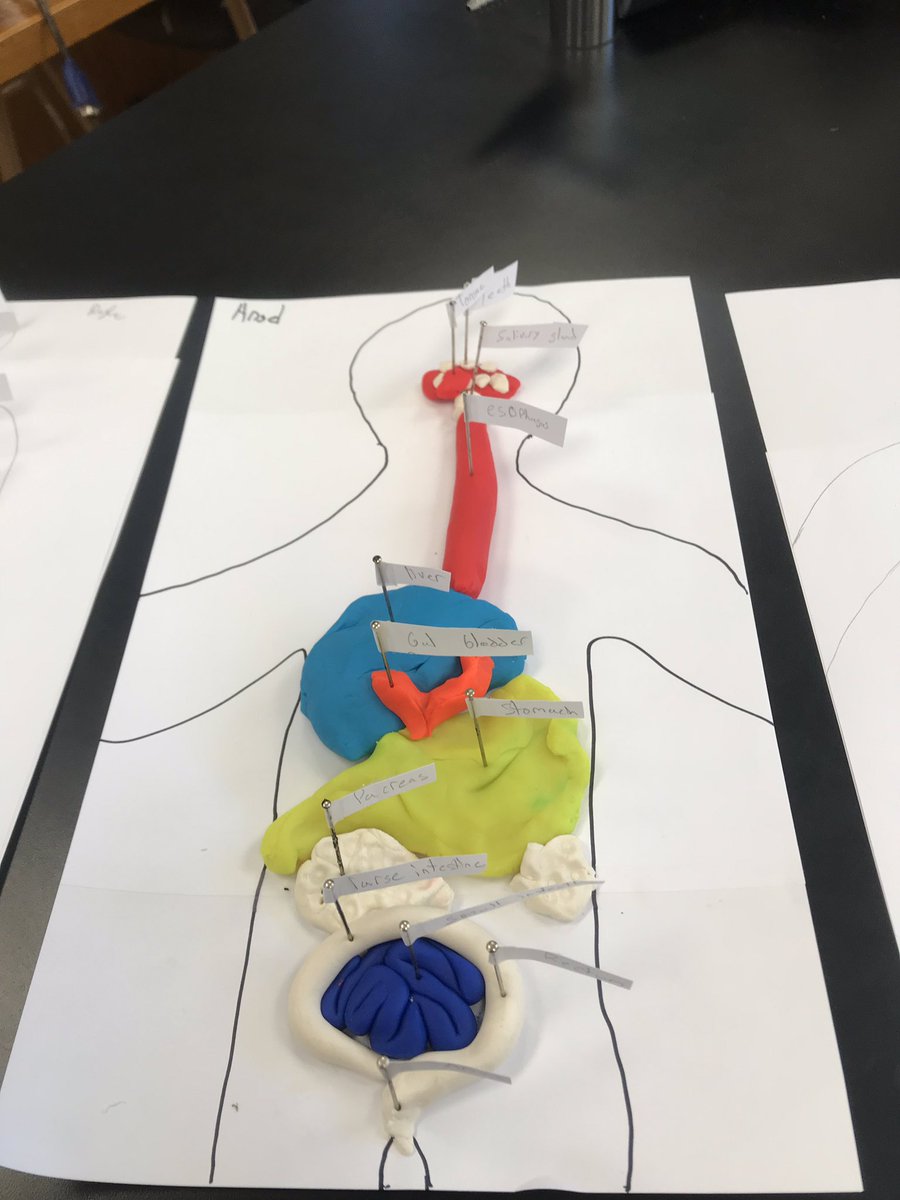 Mrs__Hop's tweet image. Back at it again with the Play-Doh! This time.. digestive systems 🤨 #HandsOn #LearningThroughDoing