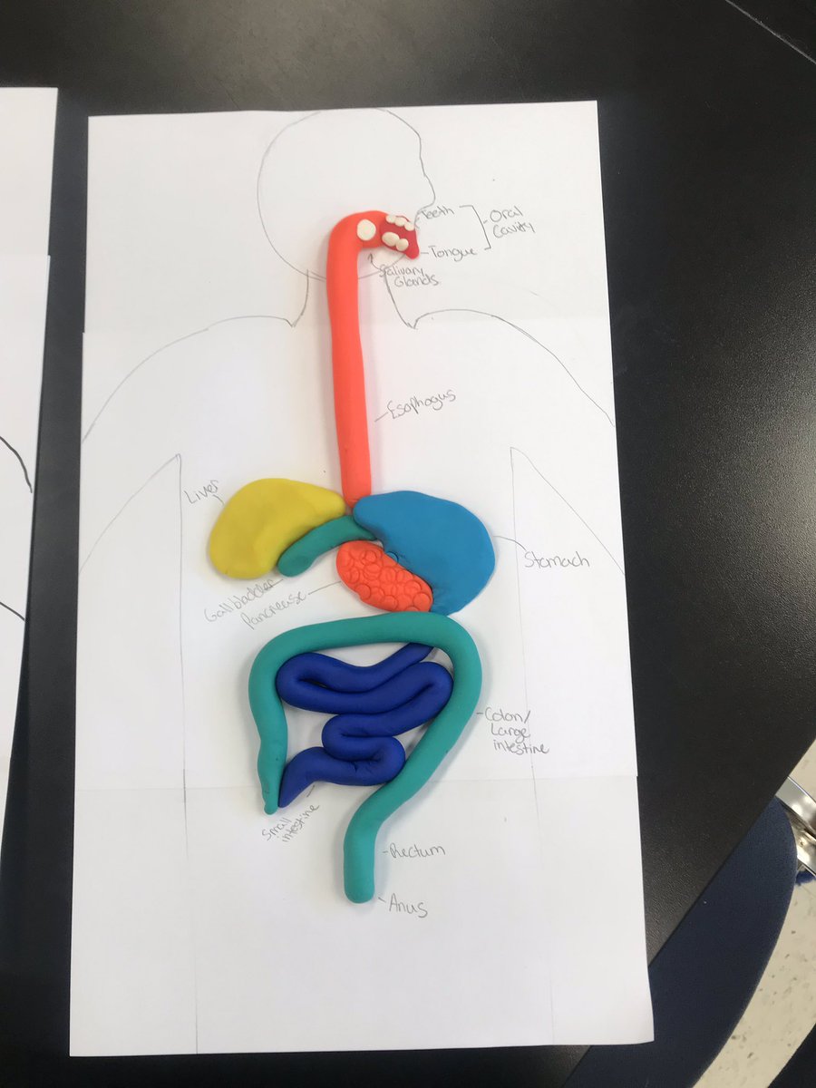 Mrs__Hop's tweet image. Back at it again with the Play-Doh! This time.. digestive systems 🤨 #HandsOn #LearningThroughDoing