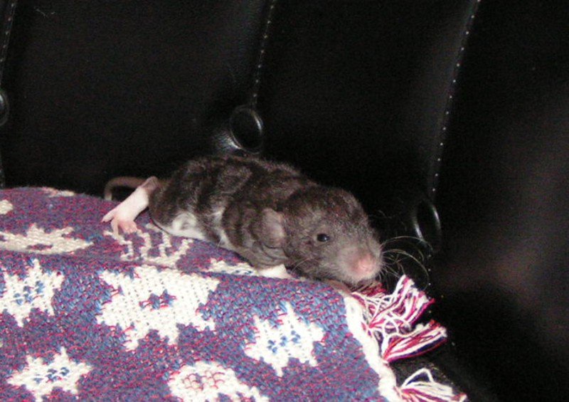 DeepGirl23's tweet photo. Happy World Rat Day! A throwback to two that left paw prints in my ♥️ https://t.co/IfKcSYOEpA