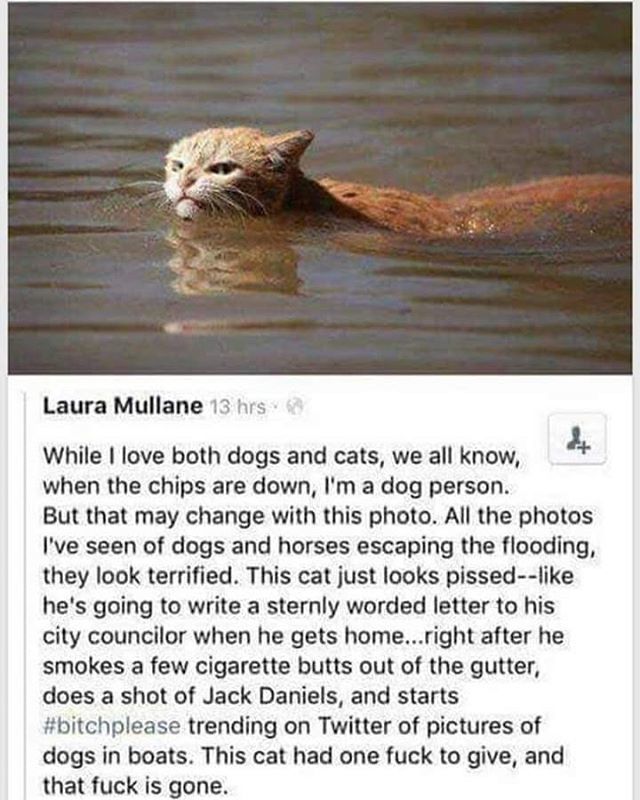 TheAngryToads's tweet photo. Lmao #cats #catsofinstagram #flood #flooding #onefuck #onefucktogive #nofucks https://t.co/sGD0R7goC1 https://t.co/eGXVcYeGhf