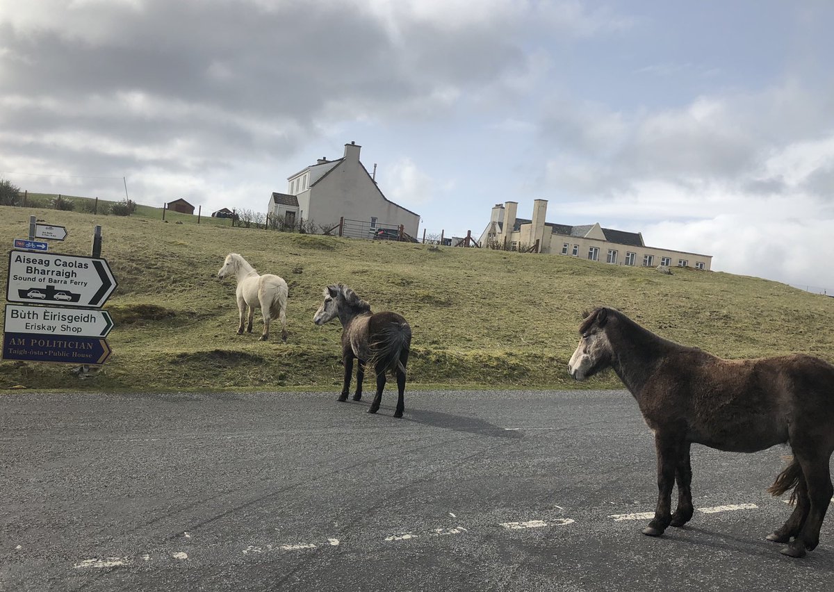 It’s amazing what you come across while on patrol in the Western Isles! #roadsafety #eriskayponies 🤣🚓