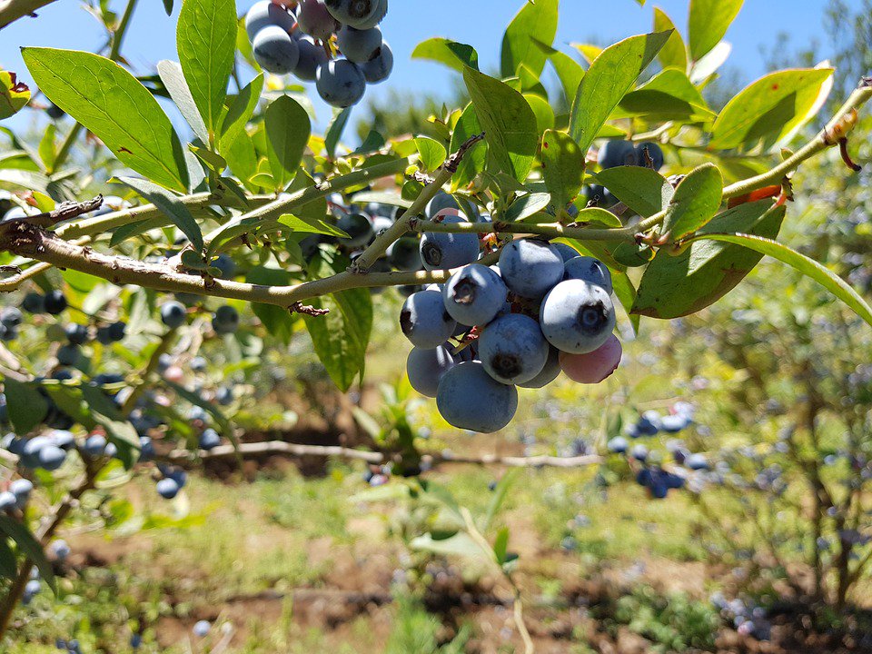sorbatto's tweet photo. Dietary fiber found in blueberries help aid in digestion, lower cancer risk and can contribute to weight loss. https://t.co/p7s78ybd8f