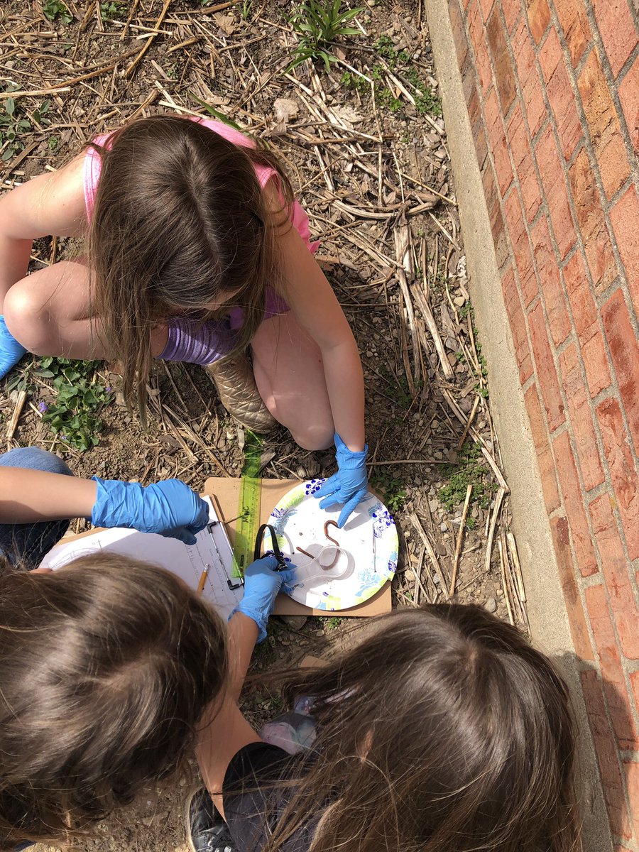 mrs_caudell's tweet photo. Thanks Mrs. Pennington for a great lesson on measurement and line plots! It’s always fun when we get to measure worms and work outside!##JFBgrade2rocks https://t.co/m6gLKEIkdU