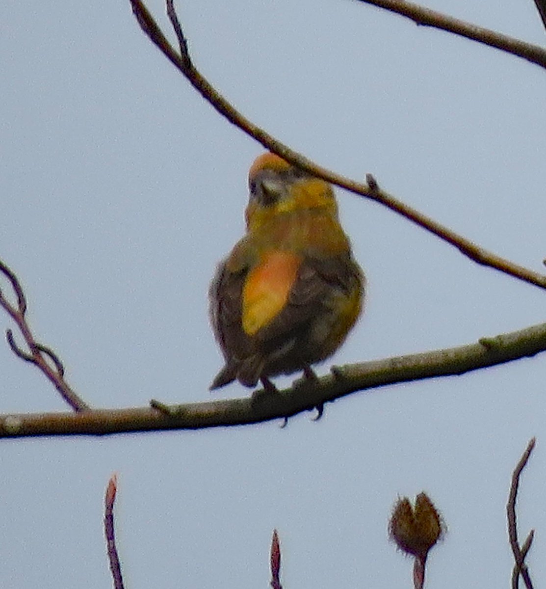 rotaryppphil's tweet photo. Best snaps I could manage of gratifyingly large numbers of crossbills on Cannock Chase on Sunday, with @JamesTimms5 &amp; others.  They saw the two-bar while I was napping before the drive home - boo-hoo! @NatureUK  @Britnatureguide @WestMidBirdClub @WestMidsBirding @WildlifeTrusts https://t.co/qVjwDyPQoj