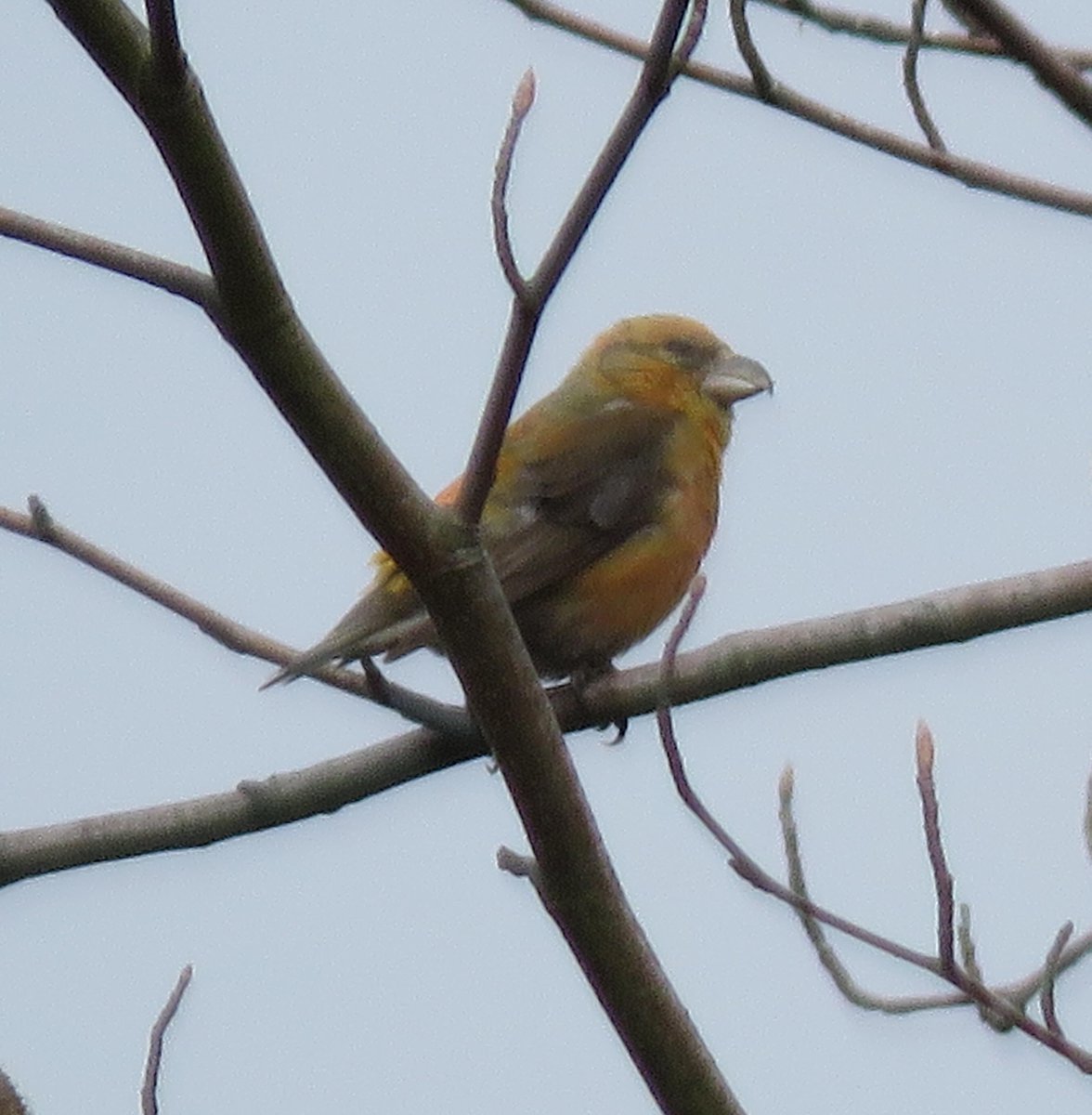 rotaryppphil's tweet photo. Best snaps I could manage of gratifyingly large numbers of crossbills on Cannock Chase on Sunday, with @JamesTimms5 &amp; others.  They saw the two-bar while I was napping before the drive home - boo-hoo! @NatureUK  @Britnatureguide @WestMidBirdClub @WestMidsBirding @WildlifeTrusts https://t.co/qVjwDyPQoj