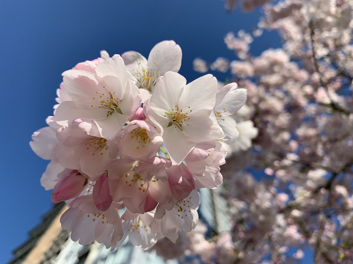 Beautiful #cherryblossoms in my front yard on Tuesday, perfect spring day in #vancouver