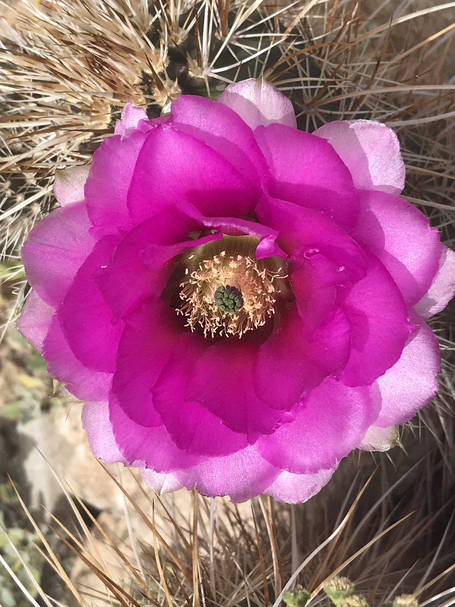 LillyFitz55's tweet photo. Cactus bloom. #HikeLostDogTrail #HikeArizona #DesertColour https://t.co/MT19KL0gH0