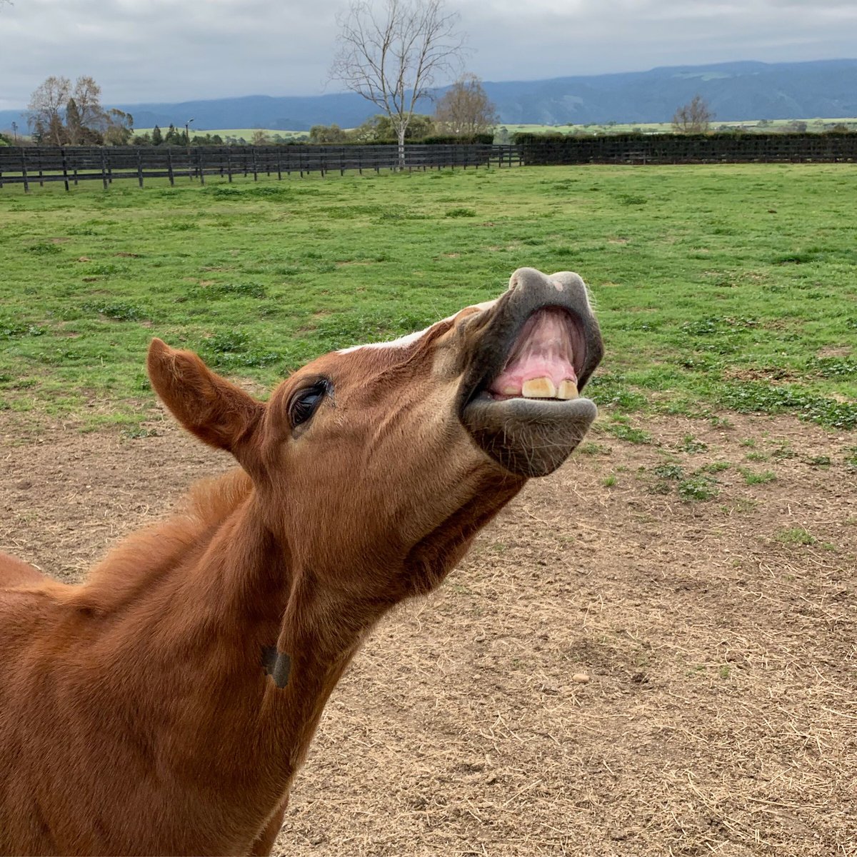 Barton Thoroughbreds tweet media